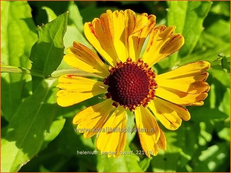 Helenium &#39;Amber Dwarf&#39;