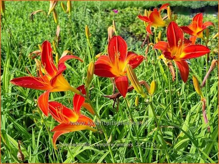 Hemerocallis &#39;Campfire Embers&#39;