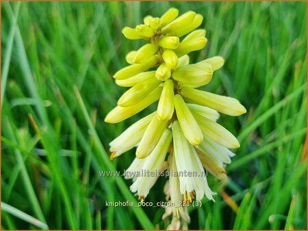 Kniphofia &#39;Poco Citron&#39;