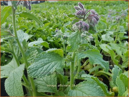 Borago officinalis