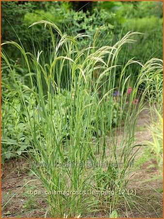 Stipa calamagrostis &#39;Lemperg&#39;