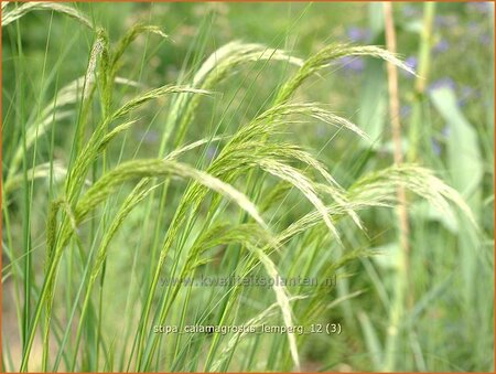 Stipa calamagrostis &#39;Lemperg&#39;