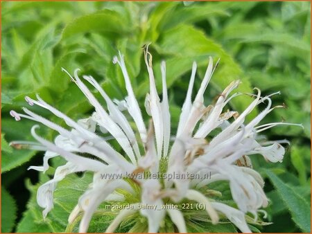 Monarda &#39;Balmy White&#39;