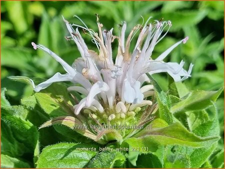 Monarda &#39;Balmy White&#39;