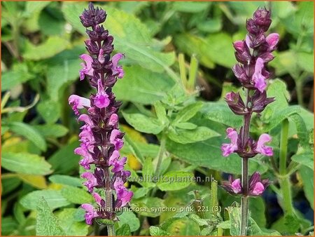 Salvia nemorosa &#39;Synchro Pink&#39;