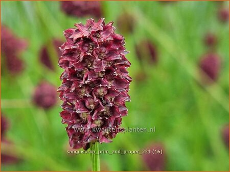 Sanguisorba &#39;Prim and Proper&#39;