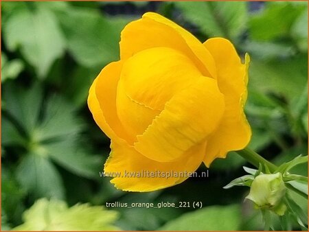 Trollius 'Orange Globe'