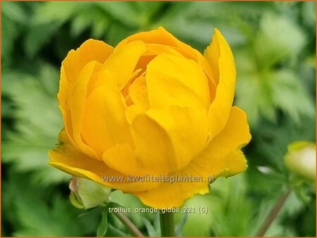 Trollius 'Orange Globe'