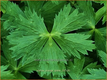 Trollius 'Orange Globe'