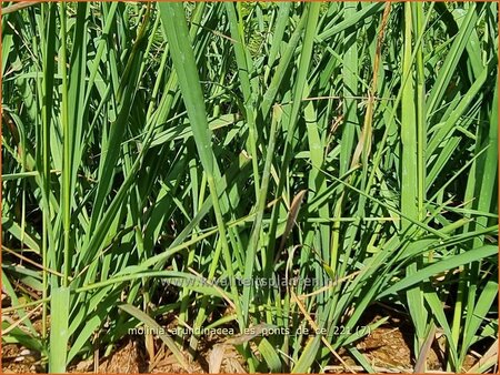 Molinia arundinacea &#39;Les Ponts de Cé&#39;