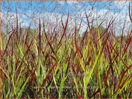 Panicum virgatum &#39;Oxblood Autumn&#39;