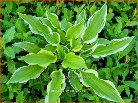 Hosta &#39;So Sweet&#39;