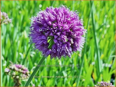 Allium senescens &#39;Medusa&#39;s Hair&#39;