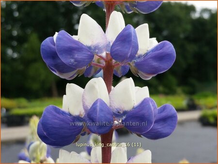 Lupinus &#39;King Canute&#39; (pot 11 cm)