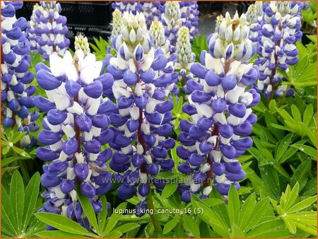 Lupinus &#39;King Canute&#39; (pot 11 cm)