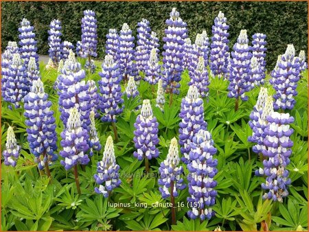 Lupinus &#39;King Canute&#39; (pot 11 cm)