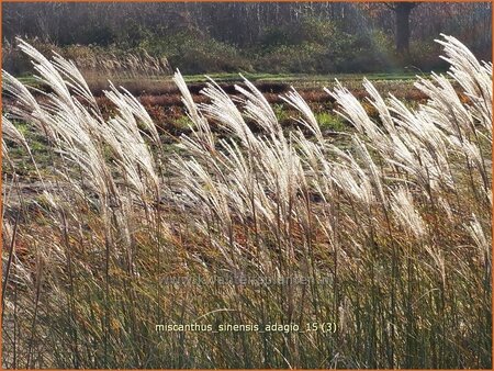 Miscanthus sinensis &#39;Adagio&#39; (pot 11 cm)