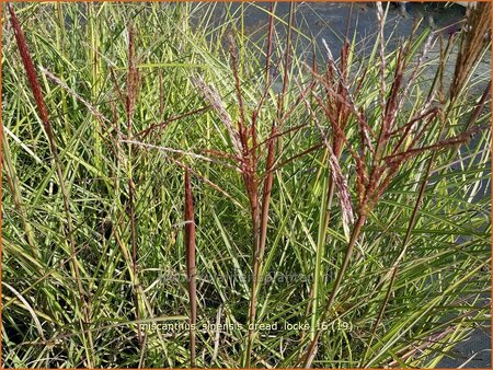 Miscanthus sinensis &#39;Dread Locks&#39; (pot 11 cm)
