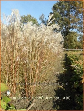 Miscanthus sinensis &#39;Flamingo&#39; (pot 11 cm)