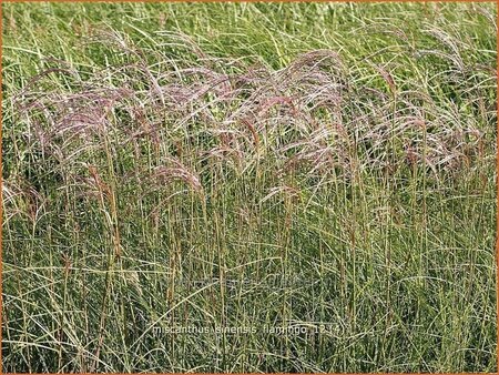 Miscanthus sinensis &#39;Flamingo&#39; (pot 11 cm)