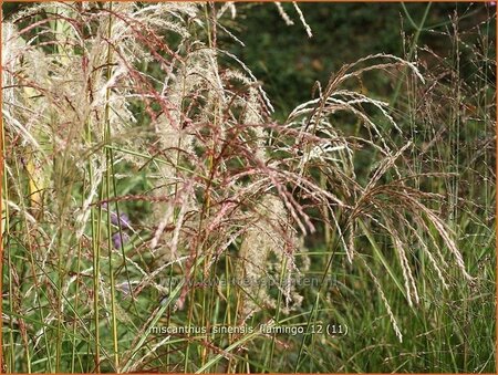 Miscanthus sinensis &#39;Flamingo&#39; (pot 11 cm)