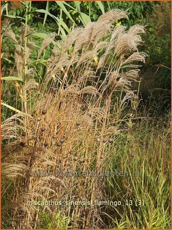 Miscanthus sinensis &#39;Flamingo&#39; (pot 11 cm)