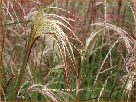 Miscanthus sinensis &#39;Kaskade&#39; (pot 11 cm)