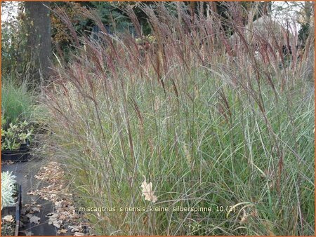 Miscanthus sinensis &#39;Kleine Silberspinne&#39; (pot 11 cm)