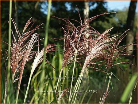 Miscanthus sinensis &#39;Malepartus&#39; (pot 11 cm)