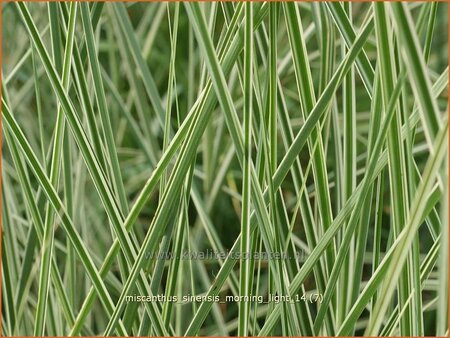 Miscanthus sinensis &#39;Morning Light&#39; (pot 11 cm)