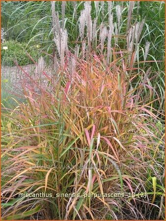 Miscanthus sinensis &#39;Purpurascens&#39; (pot 11 cm)