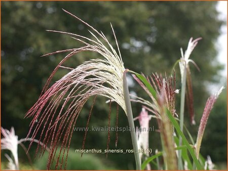 Miscanthus sinensis &#39;Rosi&#39; (pot 11 cm)