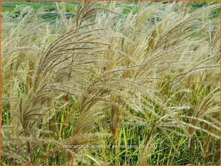 Miscanthus sinensis &#39;Verneigung&#39; (pot 11 cm)