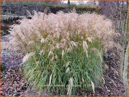 Miscanthus sinensis &#39;Verneigung&#39; (pot 11 cm)