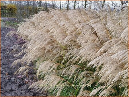 Miscanthus sinensis &#39;Verneigung&#39; (pot 11 cm)