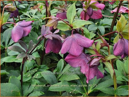 Helleborus orientalis &#39;Pretty Ellen Purple&#39;