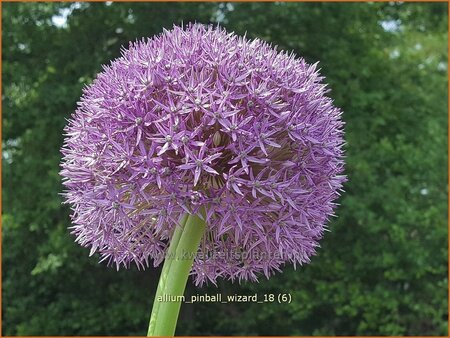 Allium &#39;Pinball Wizard&#39; (pot 11 cm)