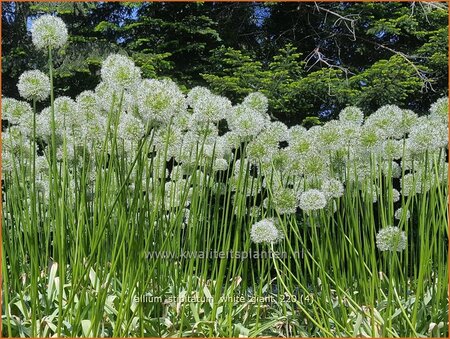 Allium stipitatum &#39;White Giant&#39; (pot 11 cm)