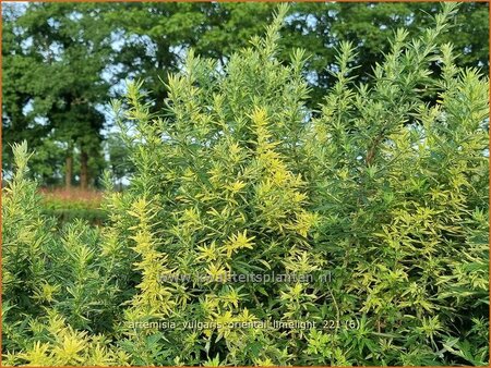 Artemisia vulgaris &#39;Oriental Limelight&#39;