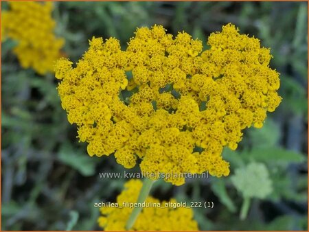 Achillea filipendulina &#39;Altgold&#39;