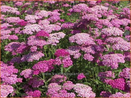 Achillea millefolium &#39;Heidi&#39;