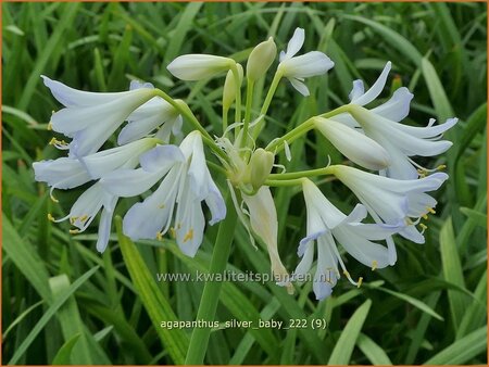 Agapanthus &#39;Silver Baby&#39;