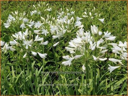 Agapanthus 'Vallée de Sarthe'