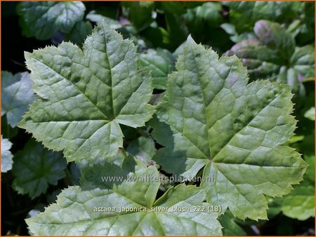 Actaea japonica 'Silver Blush'
