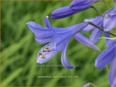 Agapanthus &#39;Lapis Lazuli&#39;