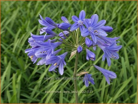Agapanthus 'Lapis Lazuli'