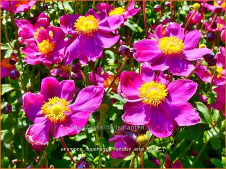 Anemone hupehensis &#39;Fantasy Ariel&#39;