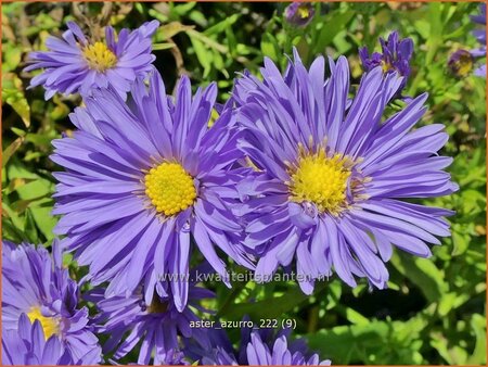 Aster &#39;Azurro&#39;