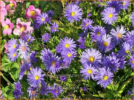 Aster &#39;Azurro&#39;