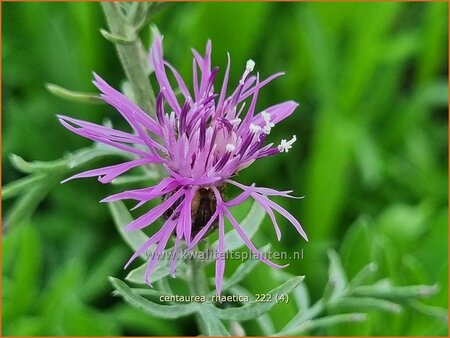 Centaurea rhaetica